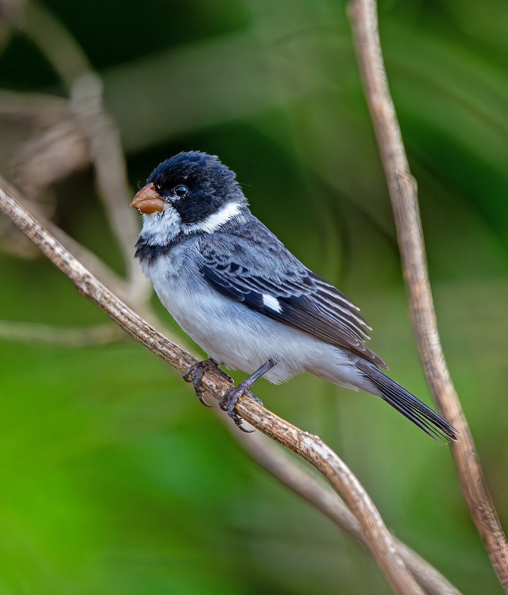 White-throated Seedeater - ML644386404