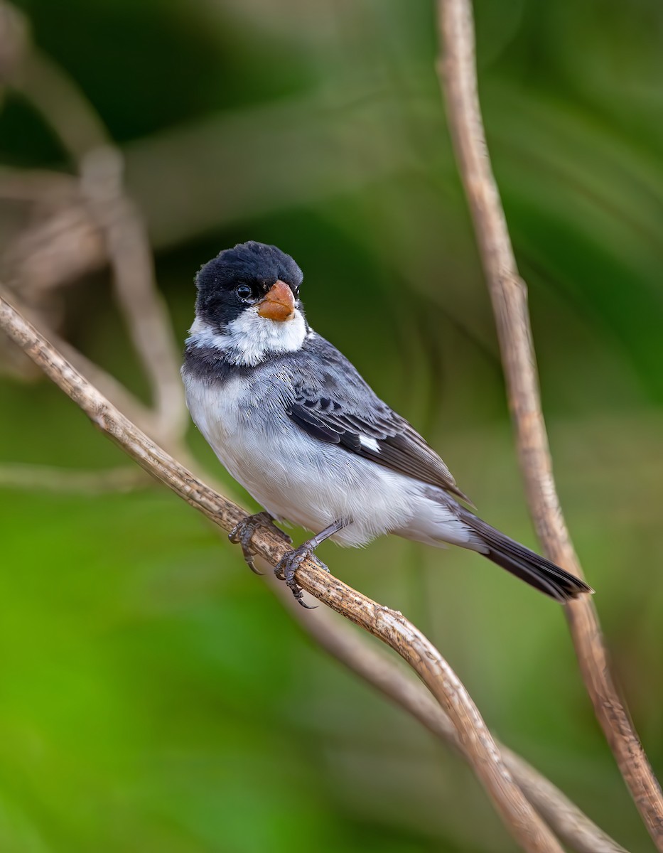 White-throated Seedeater - ML644386405