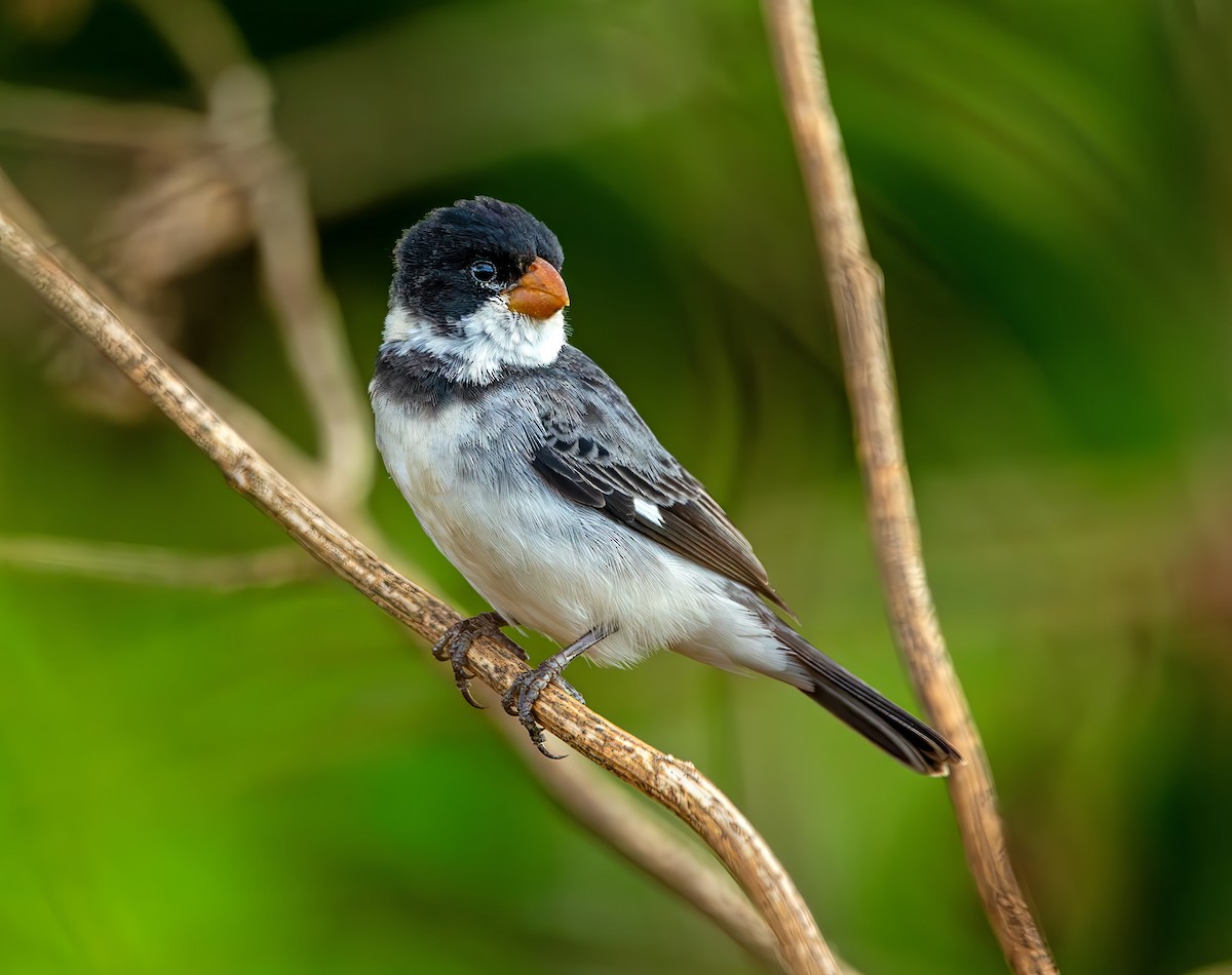 White-throated Seedeater - ML644386406