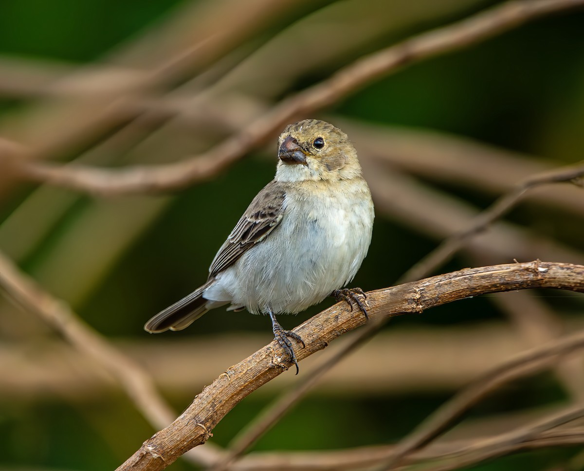 White-throated Seedeater - ML644386408