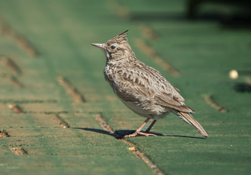 Cappellaccia - ML644386409