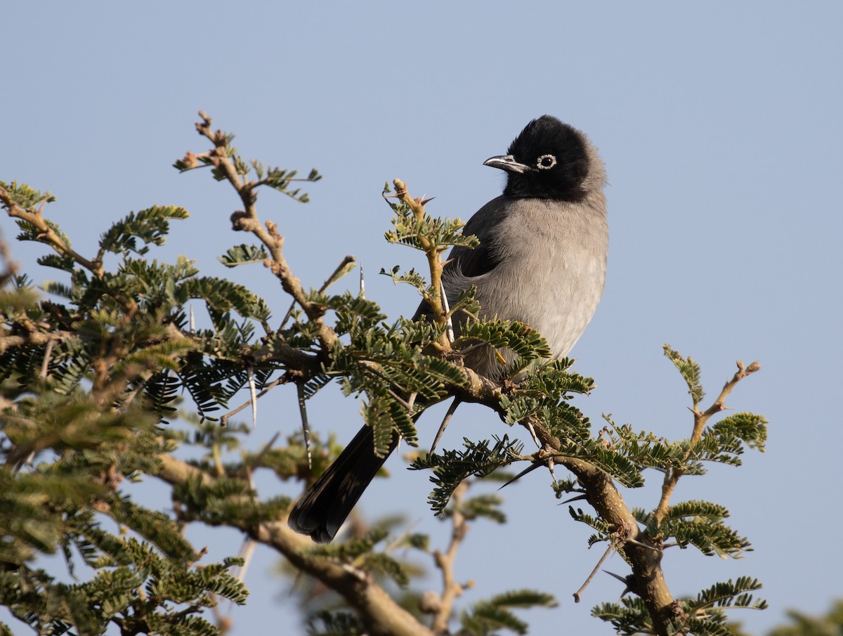 White-spectacled Bulbul - ML644386410