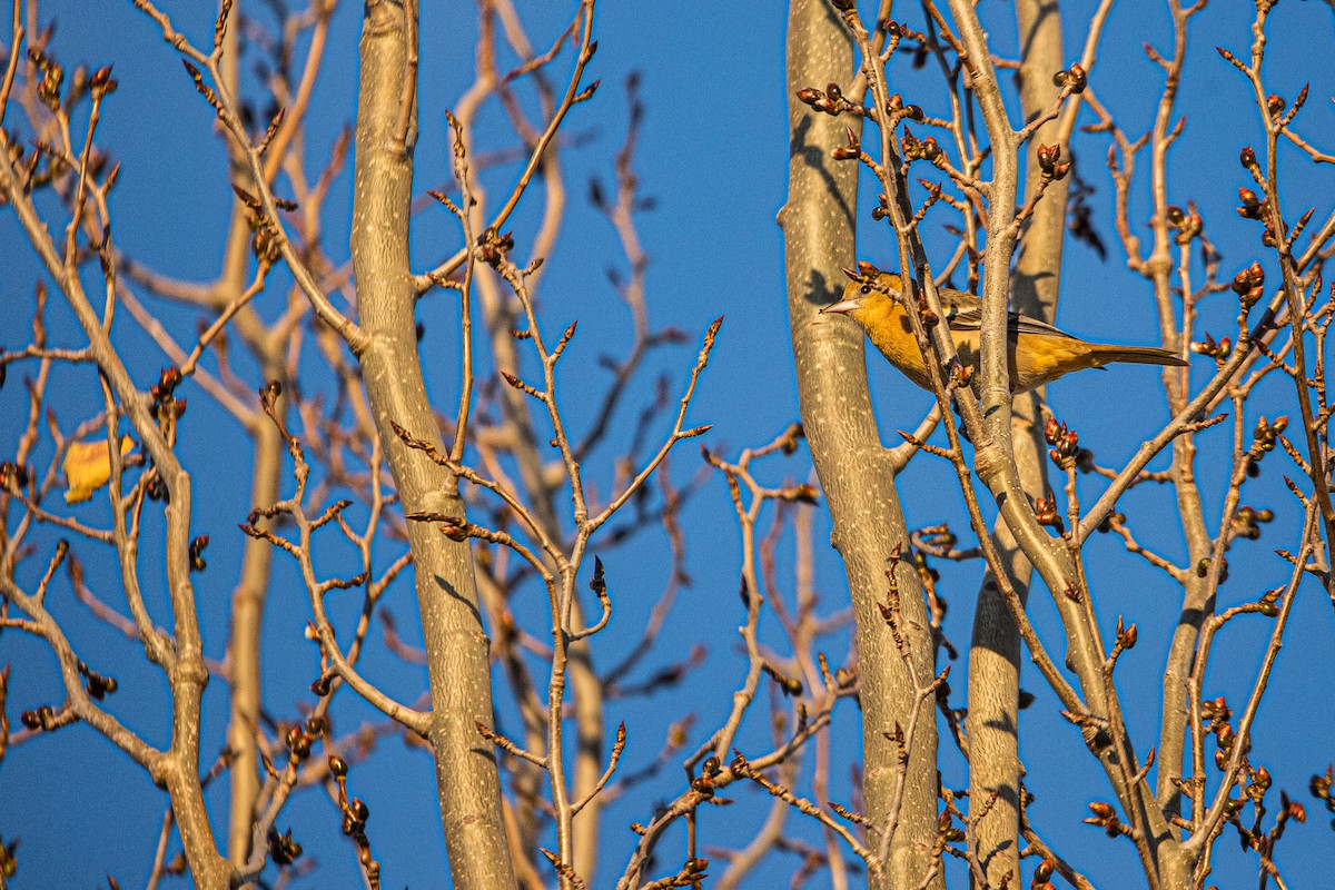 Baltimore Oriole - ML644386413