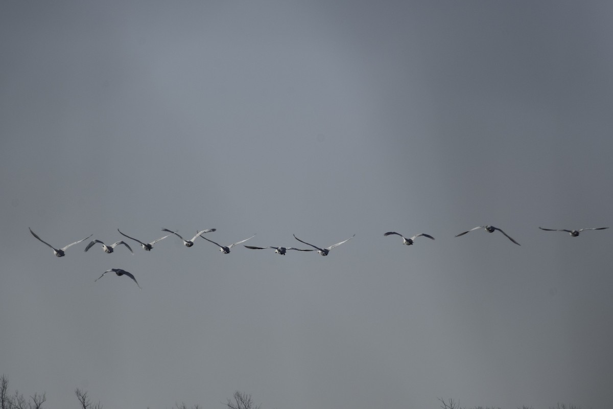 Cigno minore - ML644386414