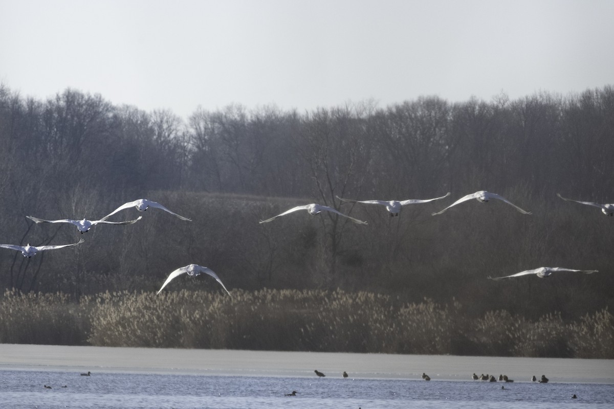 Cigno minore - ML644386415