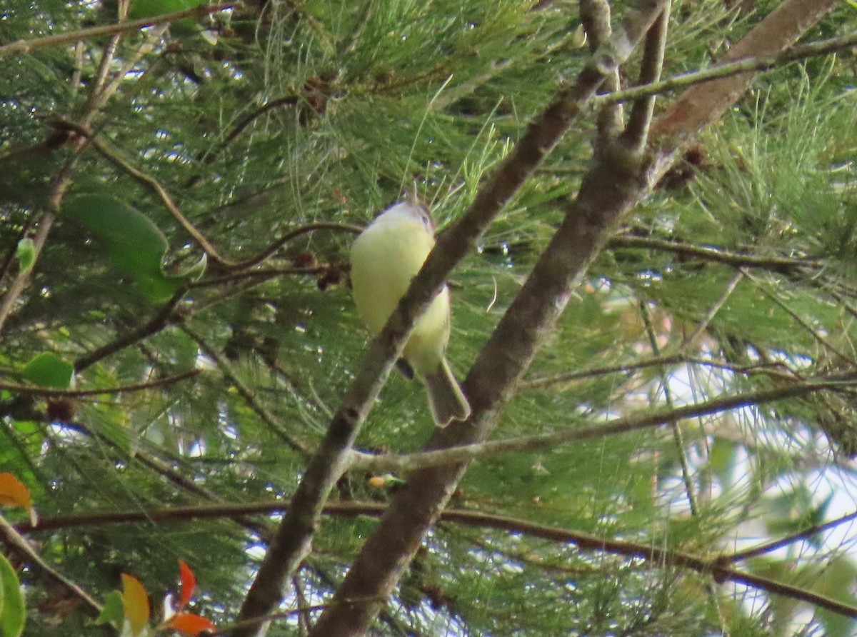 Brown-capped Vireo - ML644386421