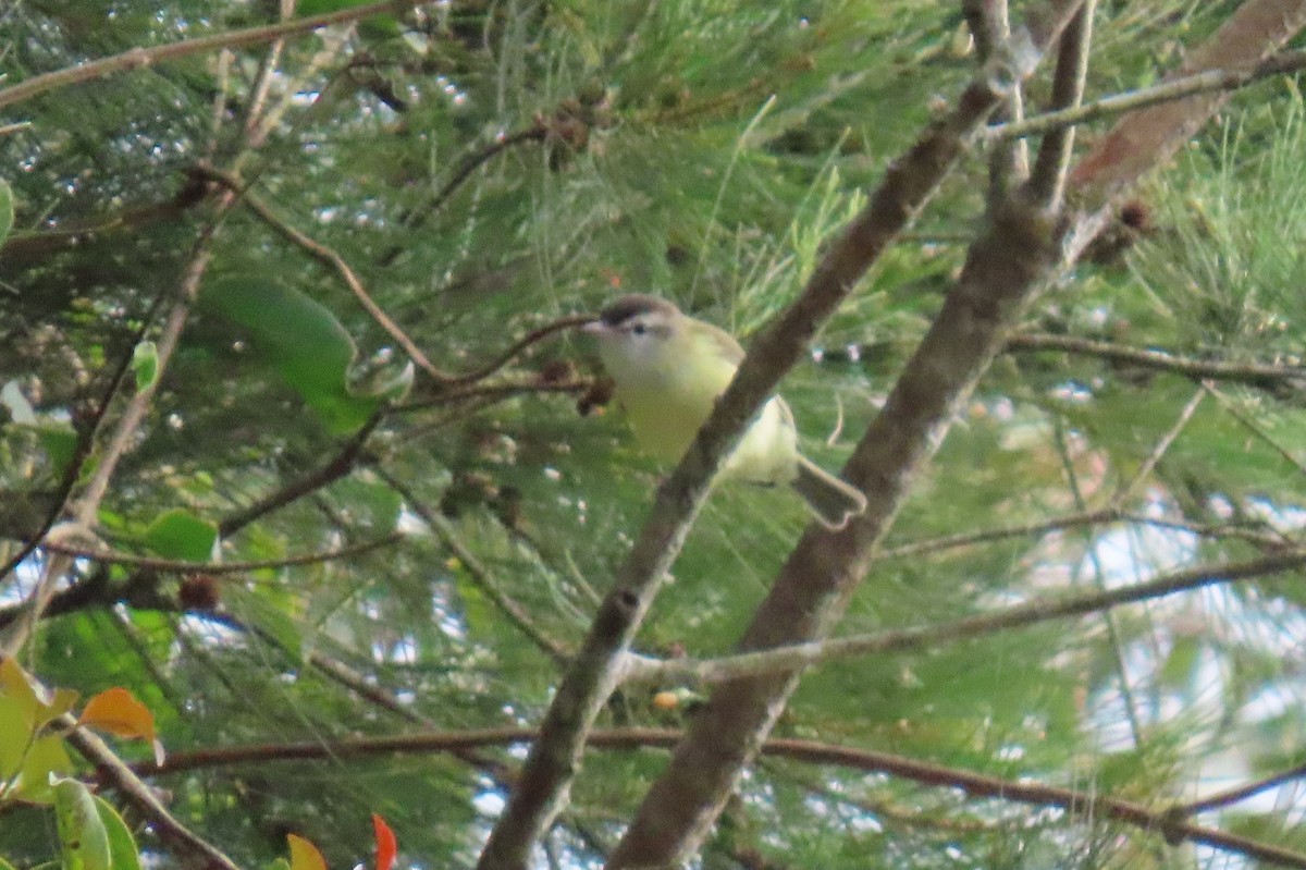 Brown-capped Vireo - ML644386422