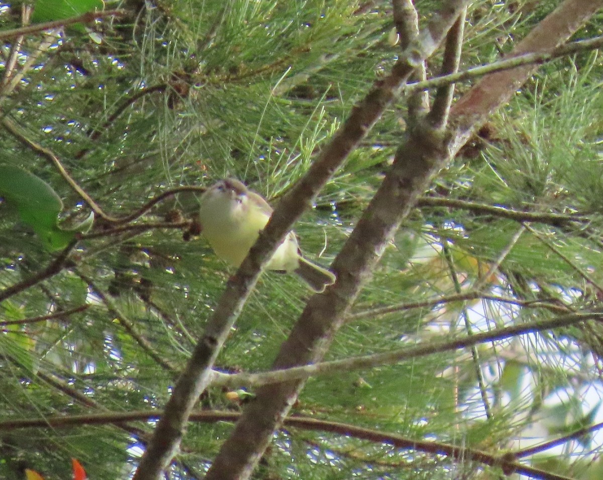 Brown-capped Vireo - ML644386423