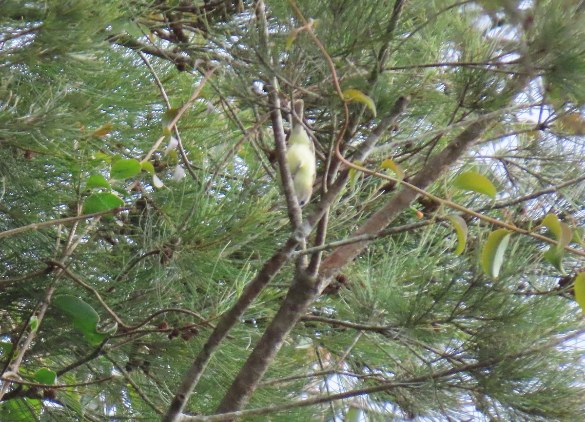 Brown-capped Vireo - ML644386424
