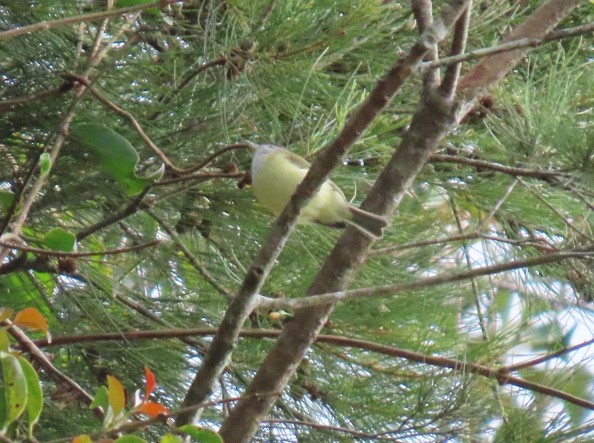 Brown-capped Vireo - ML644386425