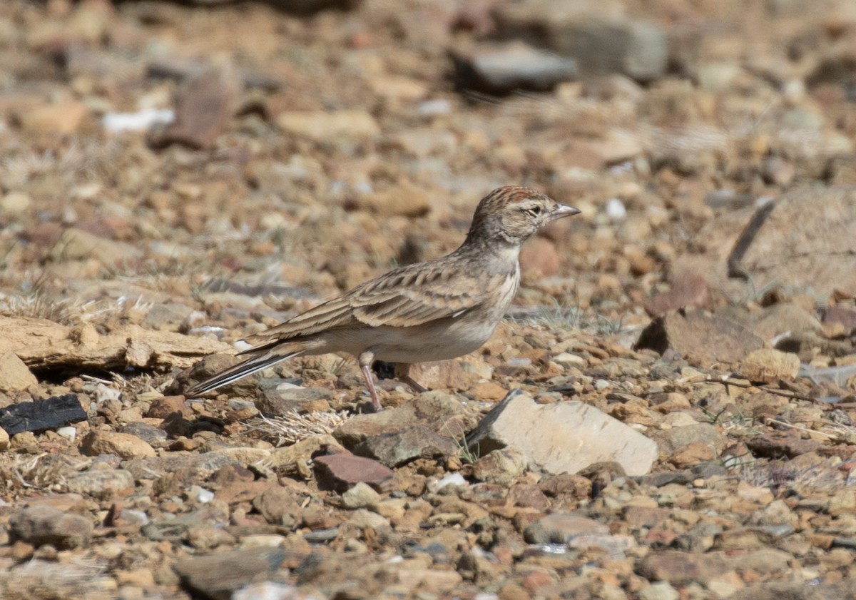 Jemenlerche - ML644386449