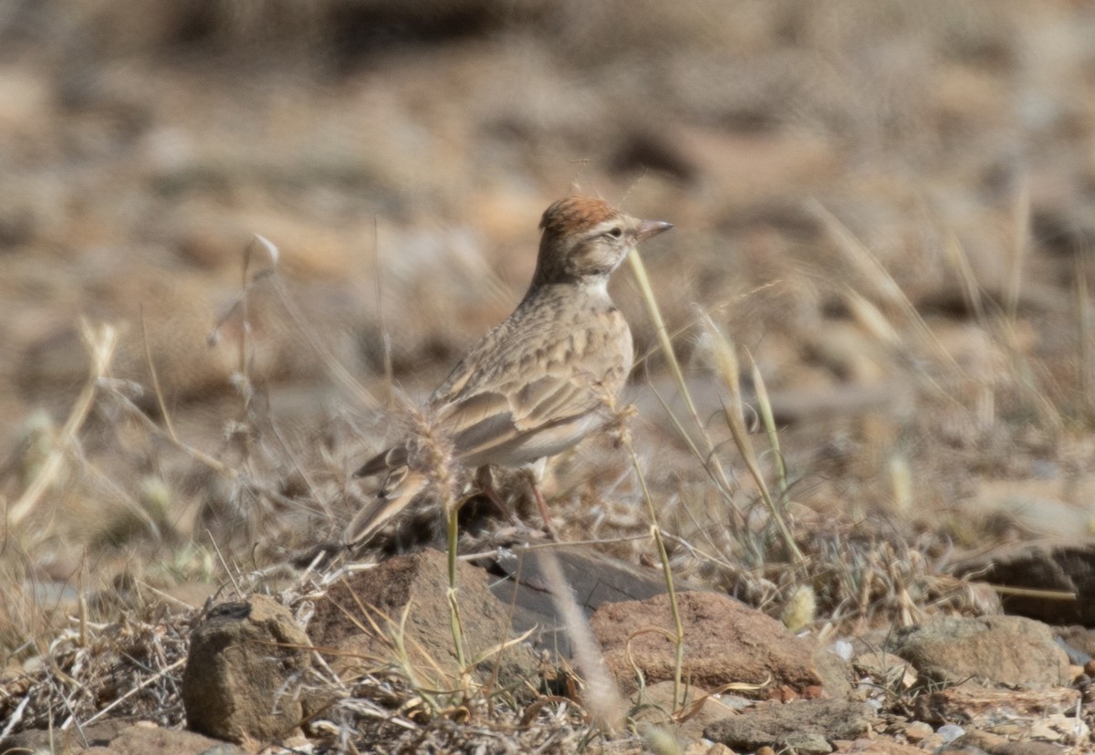 Jemenlerche - ML644386450