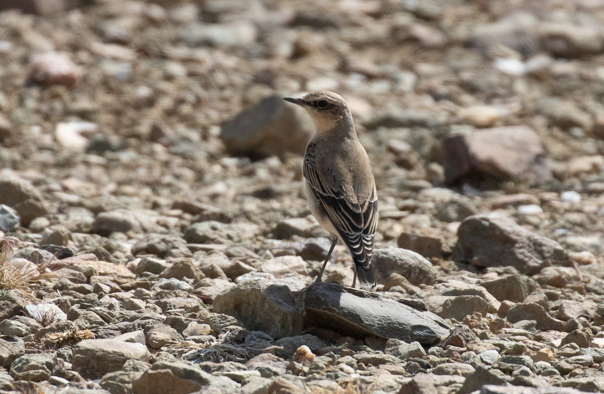 Steinschmätzer - ML644386457