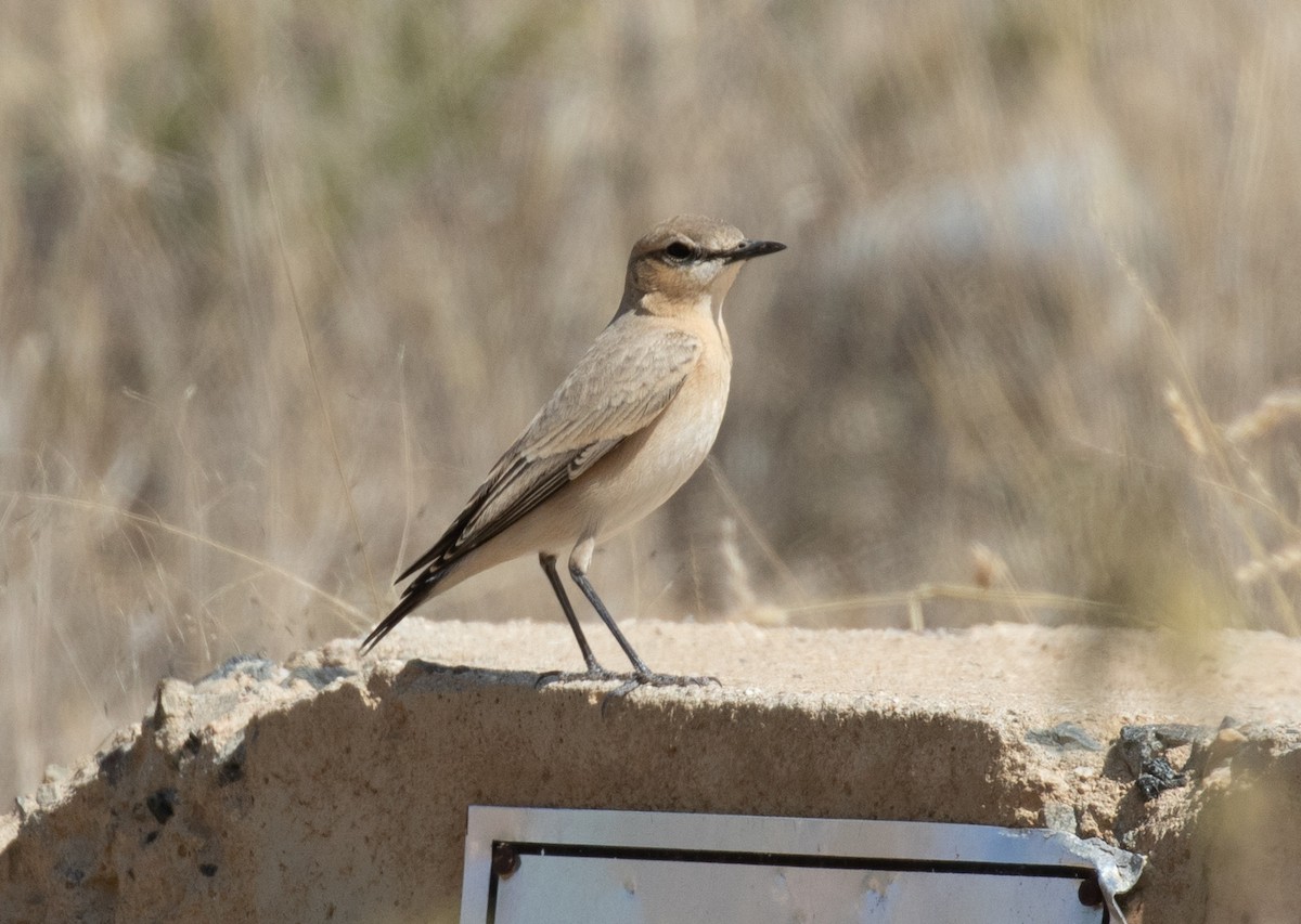 Isabellsteinschmätzer - ML644386469