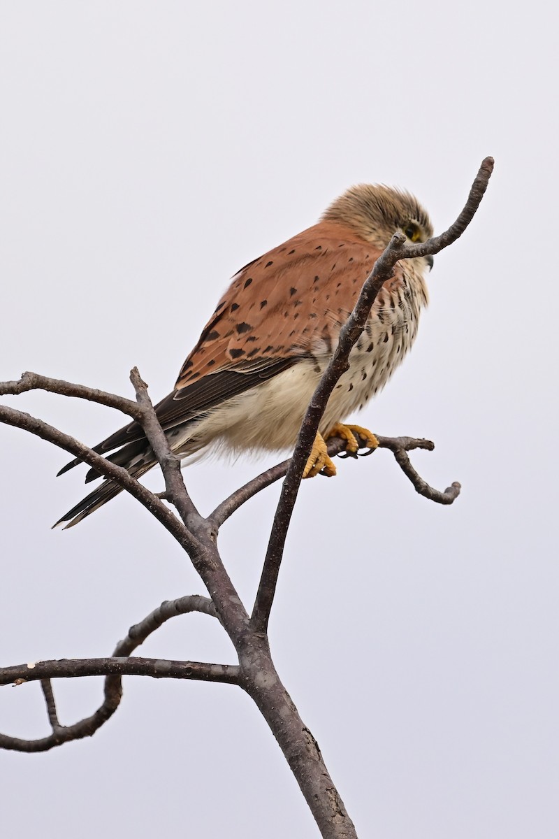 Malagasy Kestrel - ML644386473
