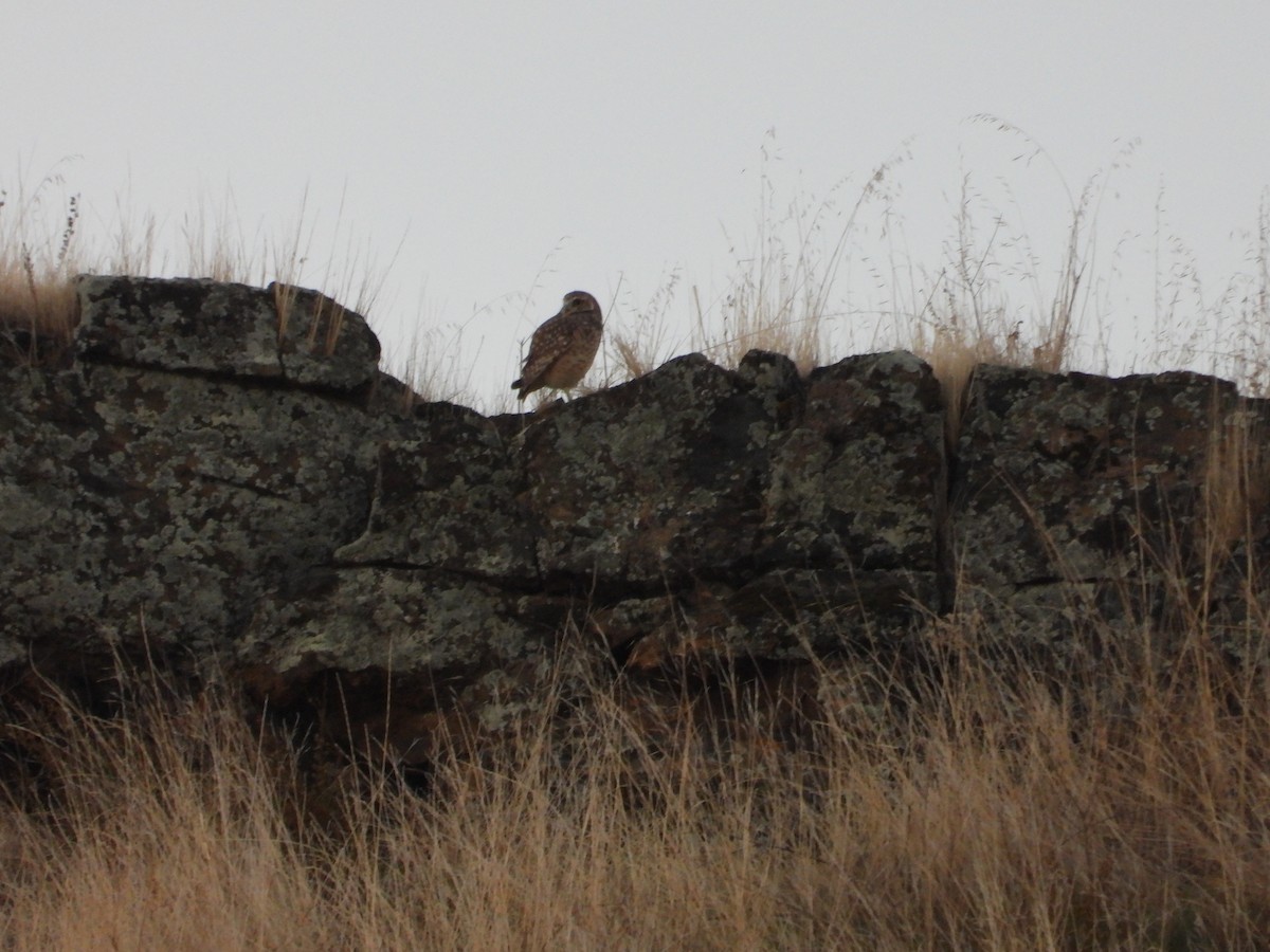 Burrowing Owl - ML644386476
