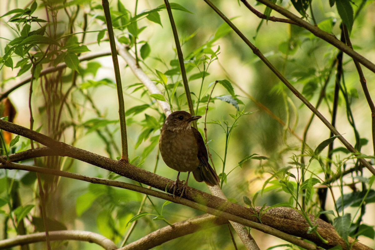 Fahlbrustdrossel - ML644386484