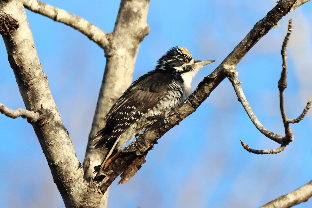 American Three-toed Woodpecker - ML644386485