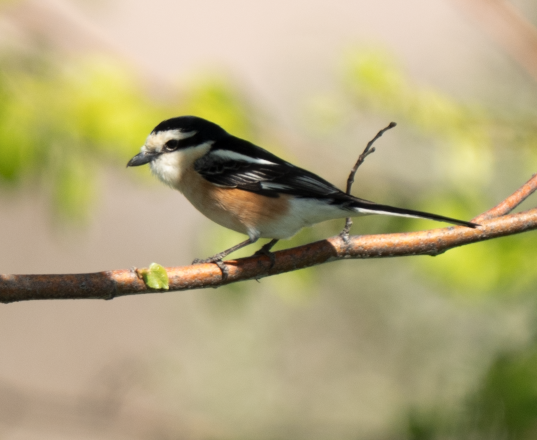 Masked Shrike - ML644386491