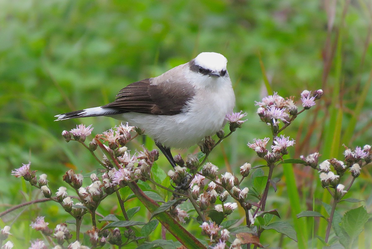 Masked Water-Tyrant - ML644386496