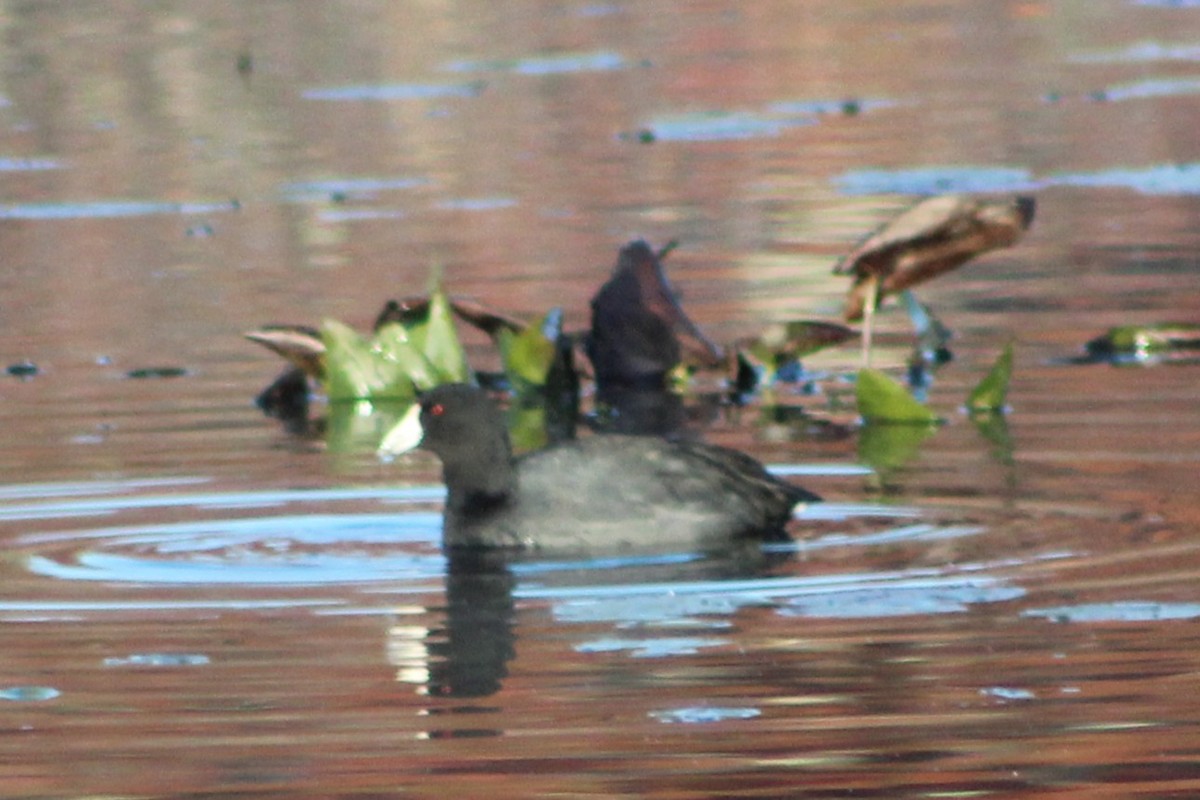 American Coot - ML644386497
