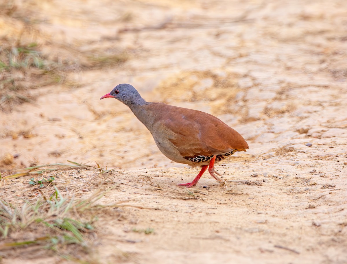 Tinamou à petit bec - ML644386499