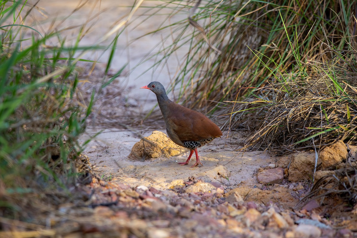 Tinamou à petit bec - ML644386501