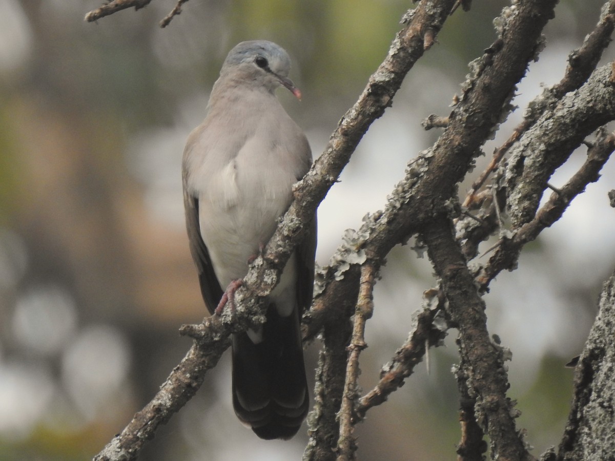 Blue-spotted Wood-Dove - ML644386503