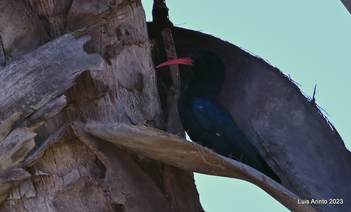 Violet Woodhoopoe - ML644386513