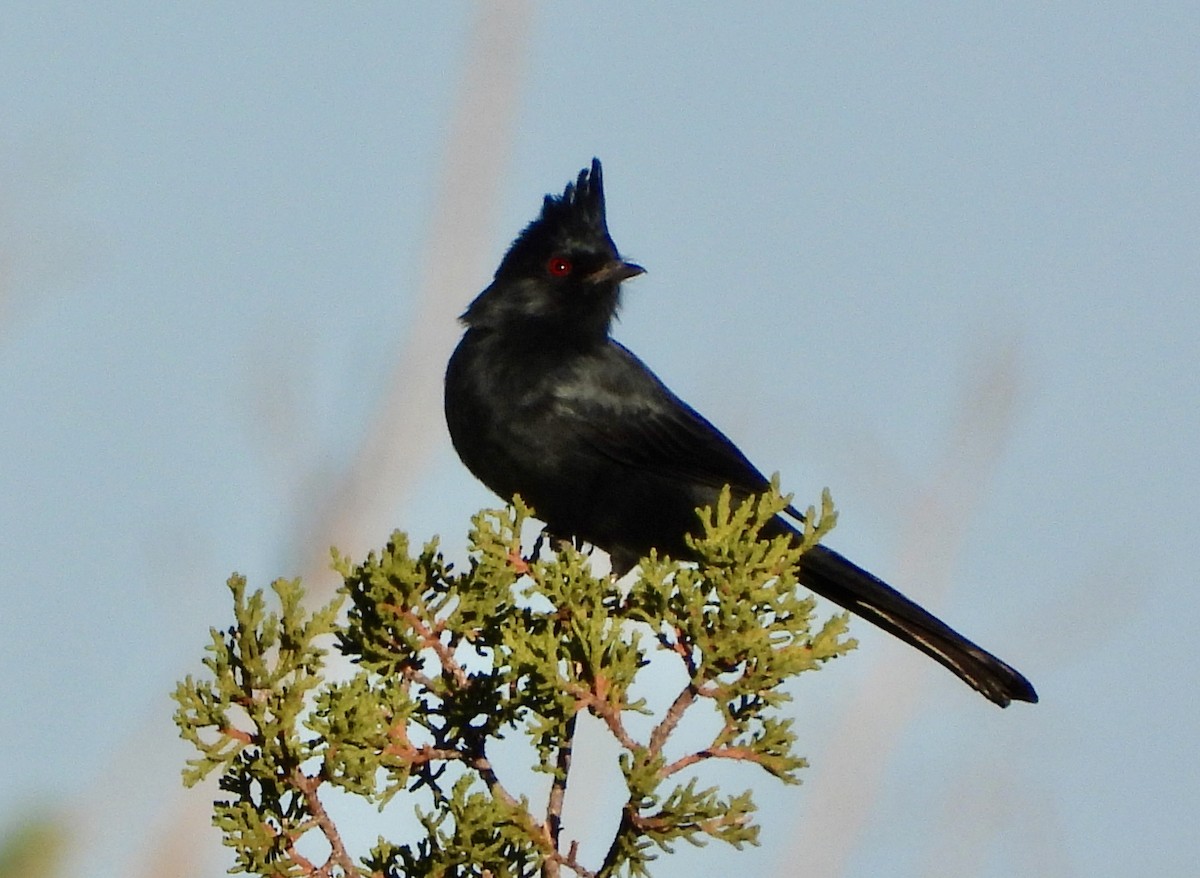 Phénopèple luisant - ML644386514