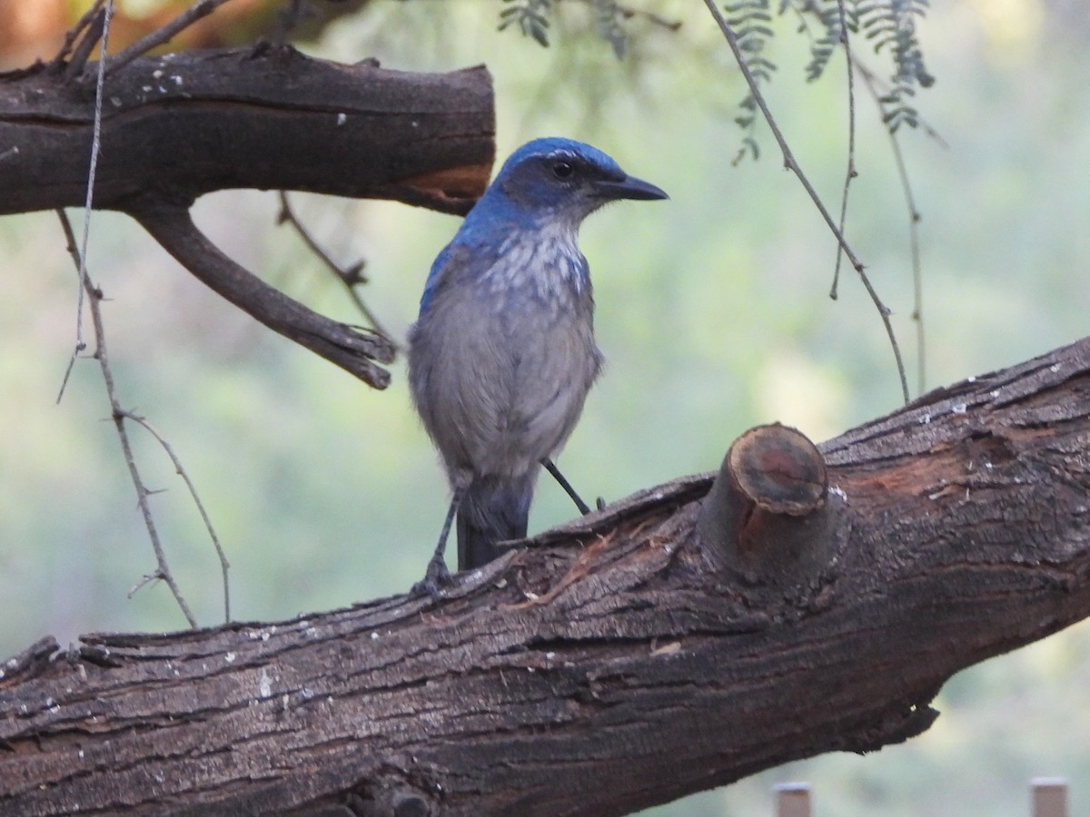 Woodhouse's Scrub-Jay - ML644386515