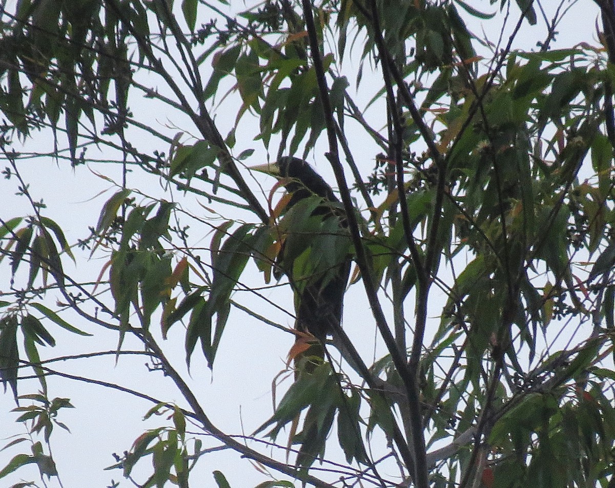 カンムリオオツリスドリ - ML644386517