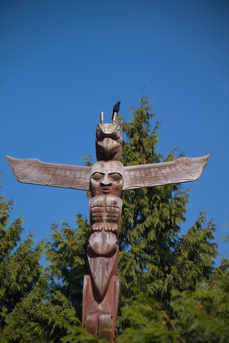 American Crow - ML644386518