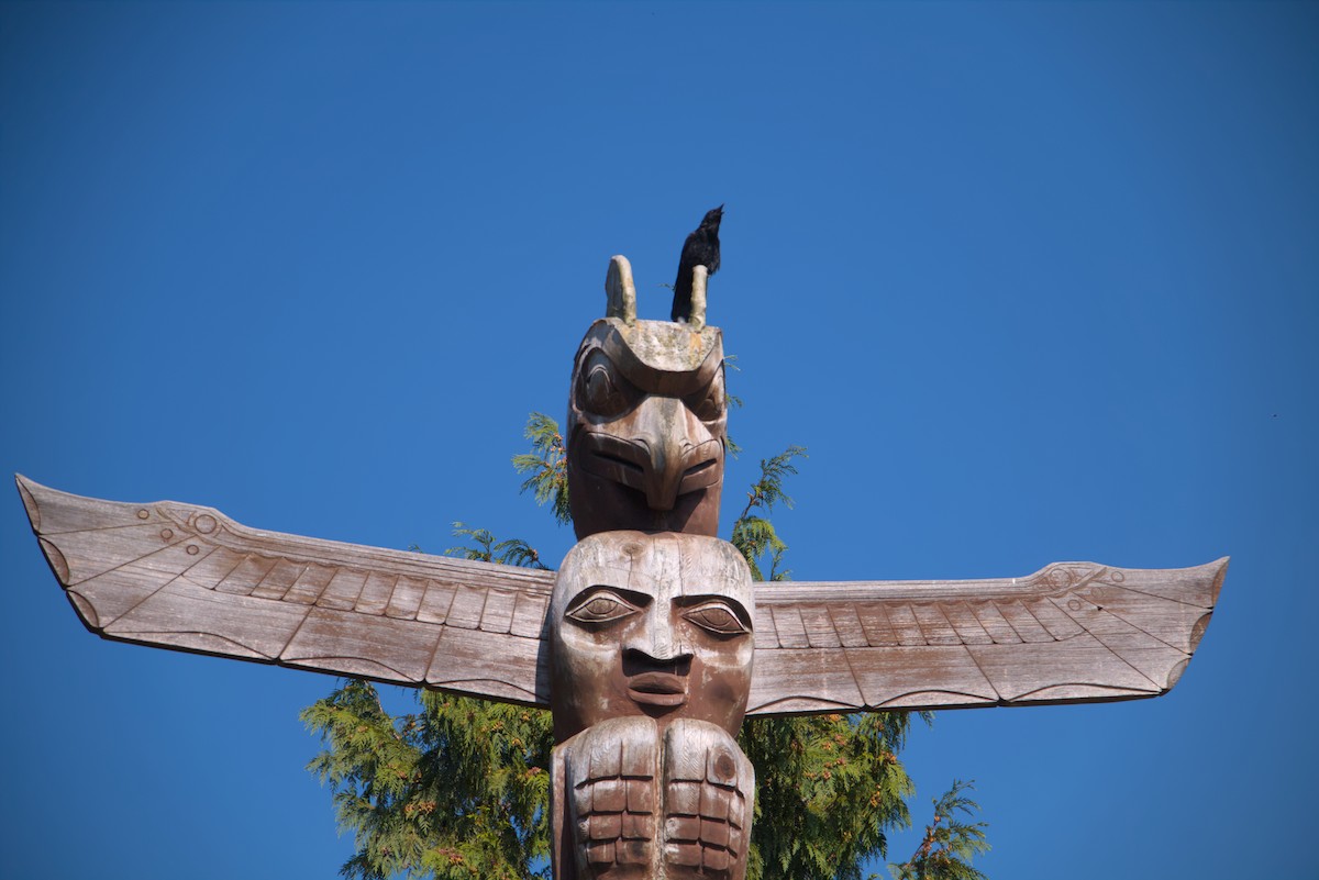 American Crow - ML644386520