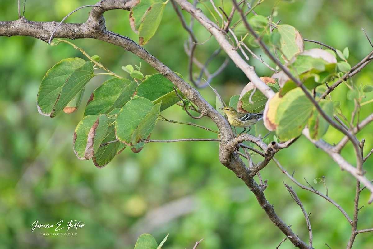 Blackpoll Warbler - ML644386521