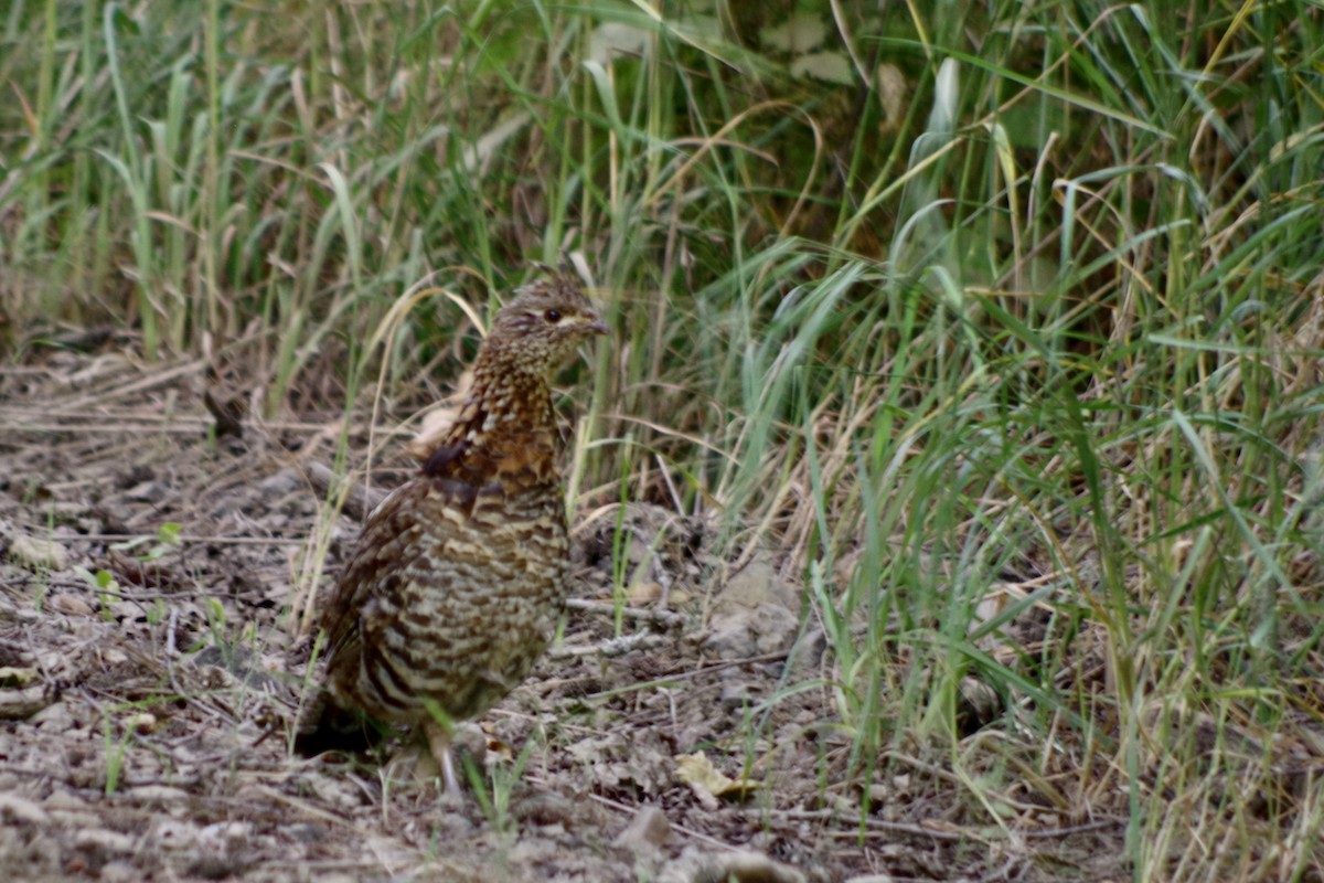 jeřábek kanadský - ML644386523