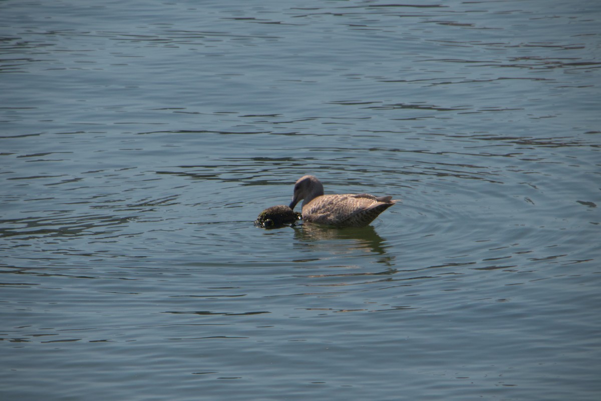 Glaucous-winged Gull - ML644386527