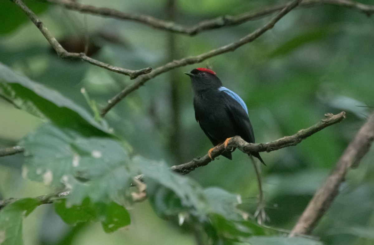 Lance-tailed Manakin - ML644386528