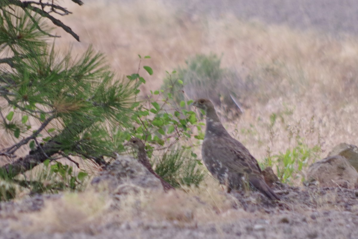 アオライチョウ - ML644386529