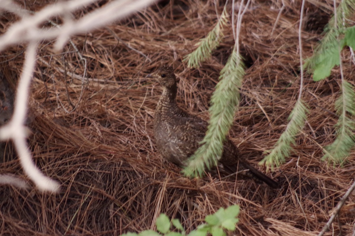 アオライチョウ - ML644386530