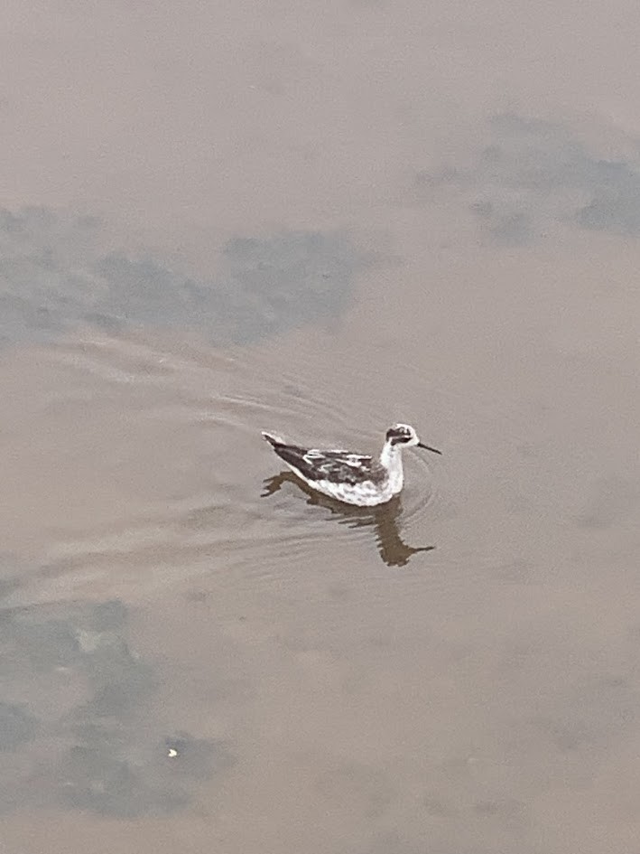 Red-necked Phalarope - ML644386537