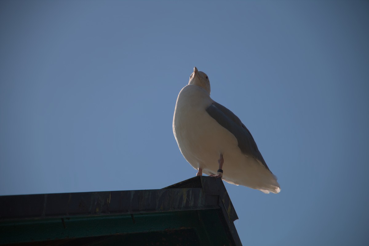 Glaucous-winged Gull - ML644386538