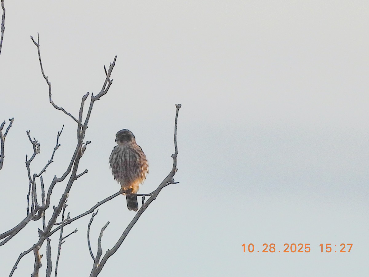 dvergfalk - ML644386541