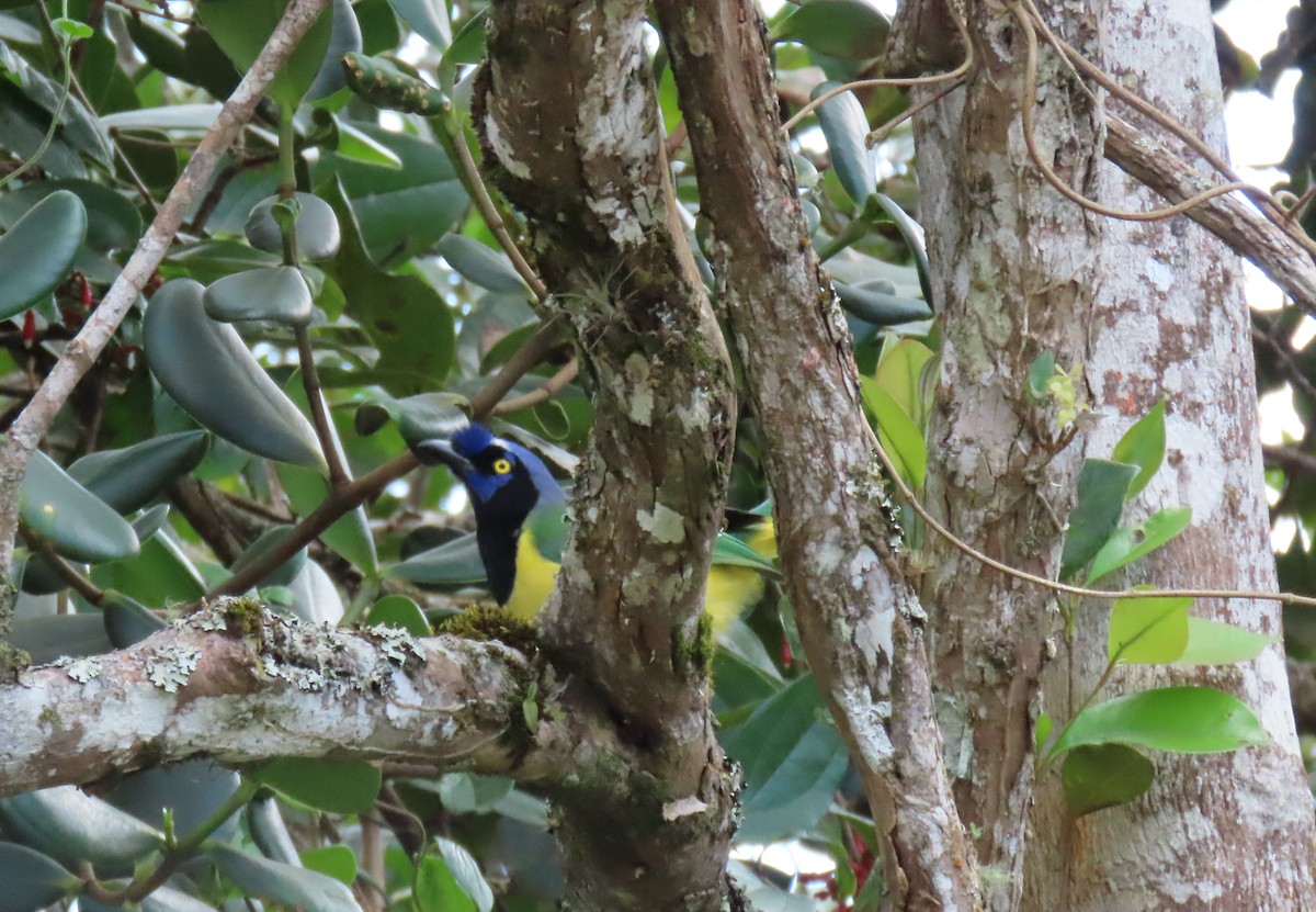 Inkablaurabe - ML644386546