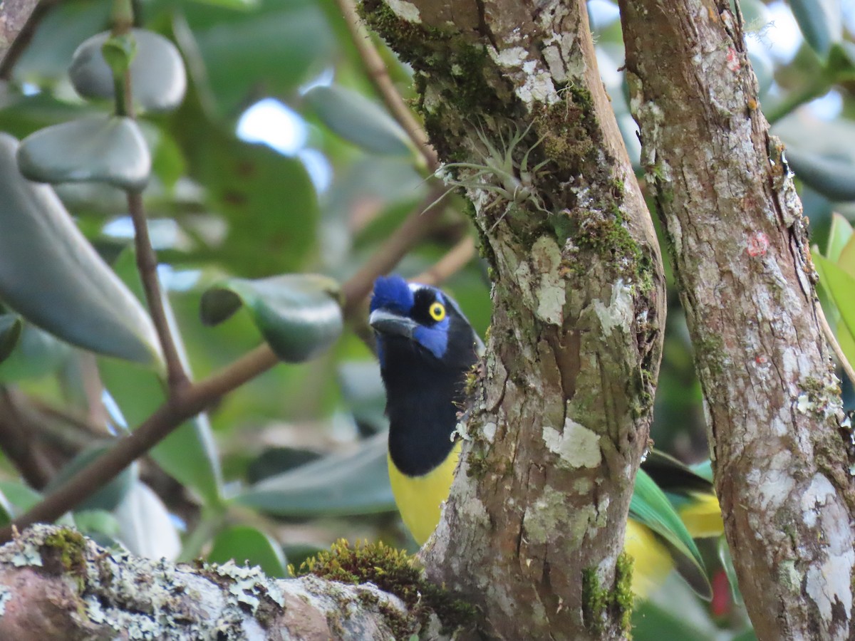 Inkablaurabe - ML644386548