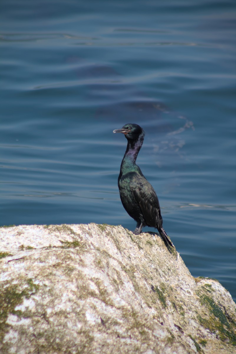 Pelagic Cormorant - ML644386550