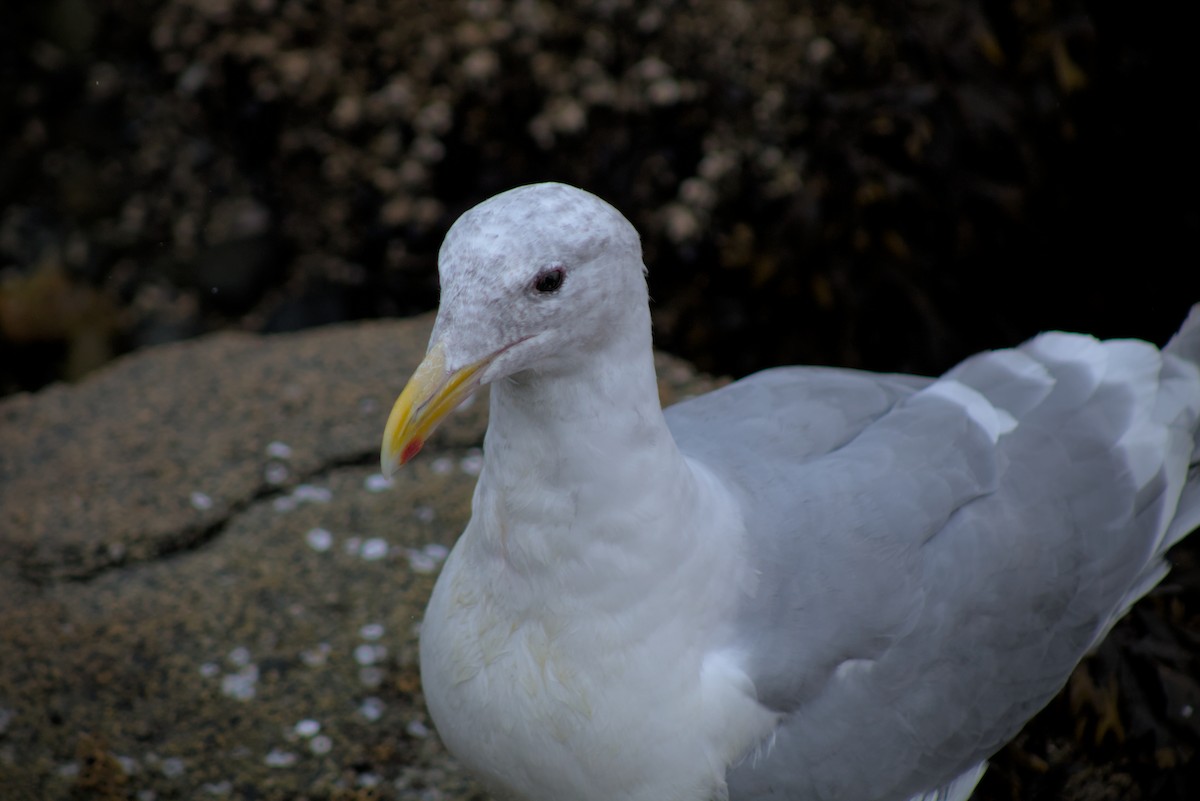 Glaucous-winged Gull - ML644386559