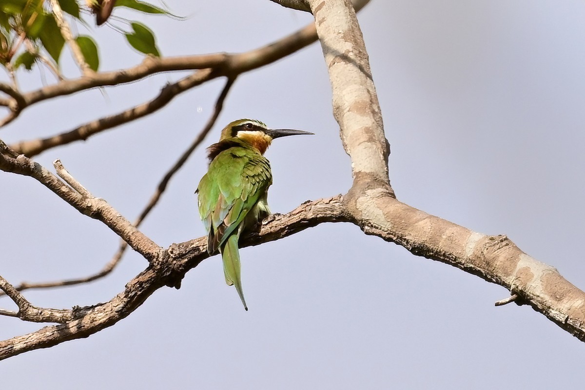 Olive Bee-eater - ML644386560