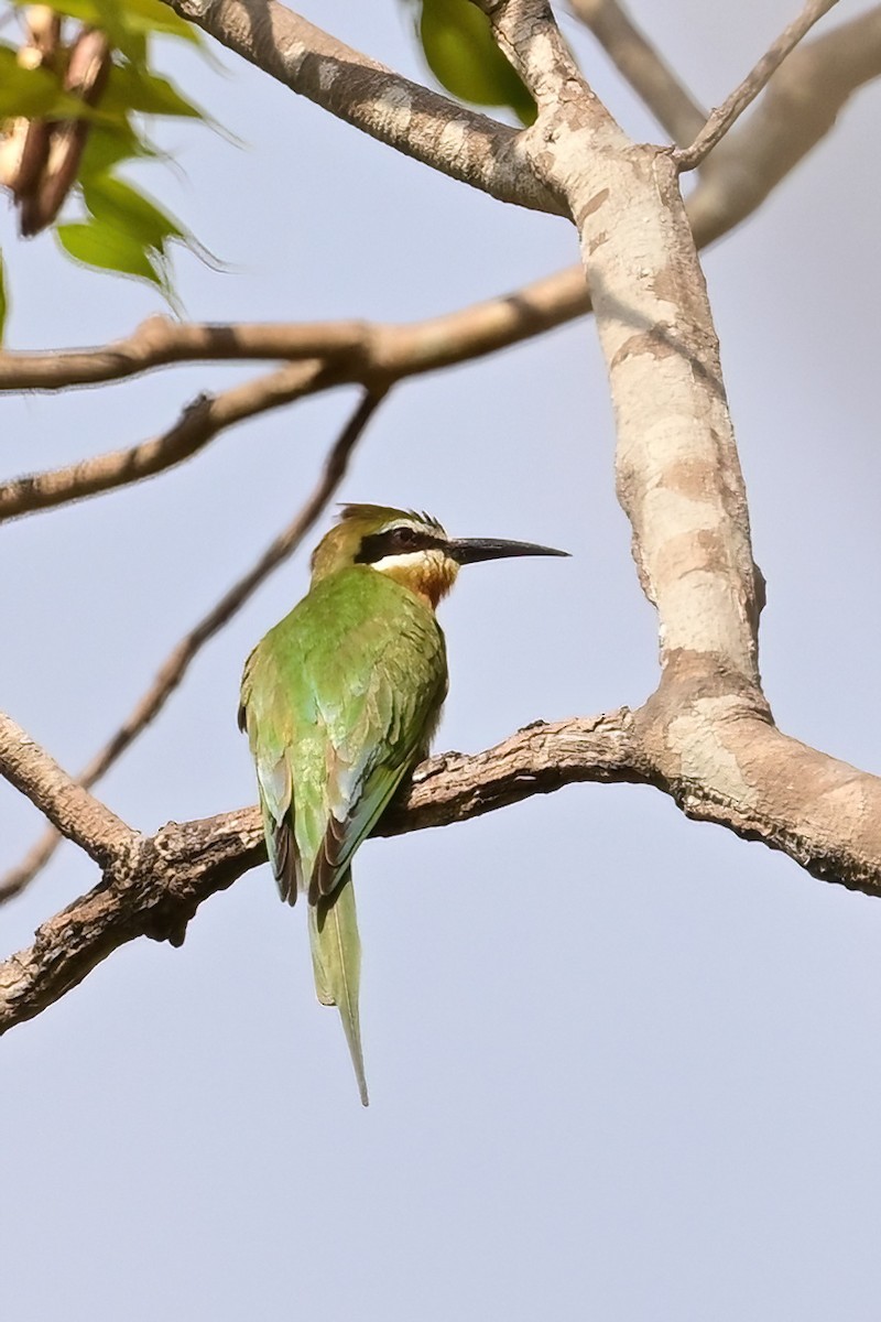 Olive Bee-eater - ML644386561