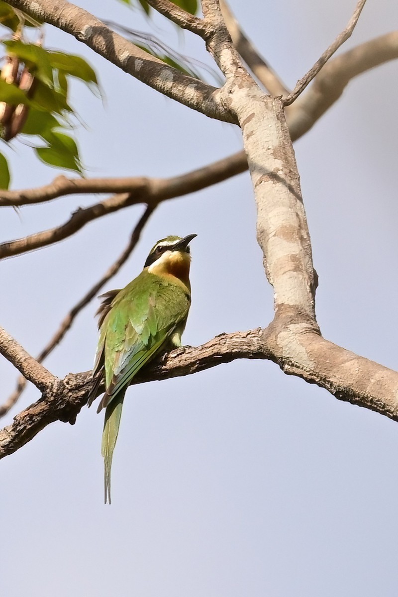 Olive Bee-eater - ML644386562